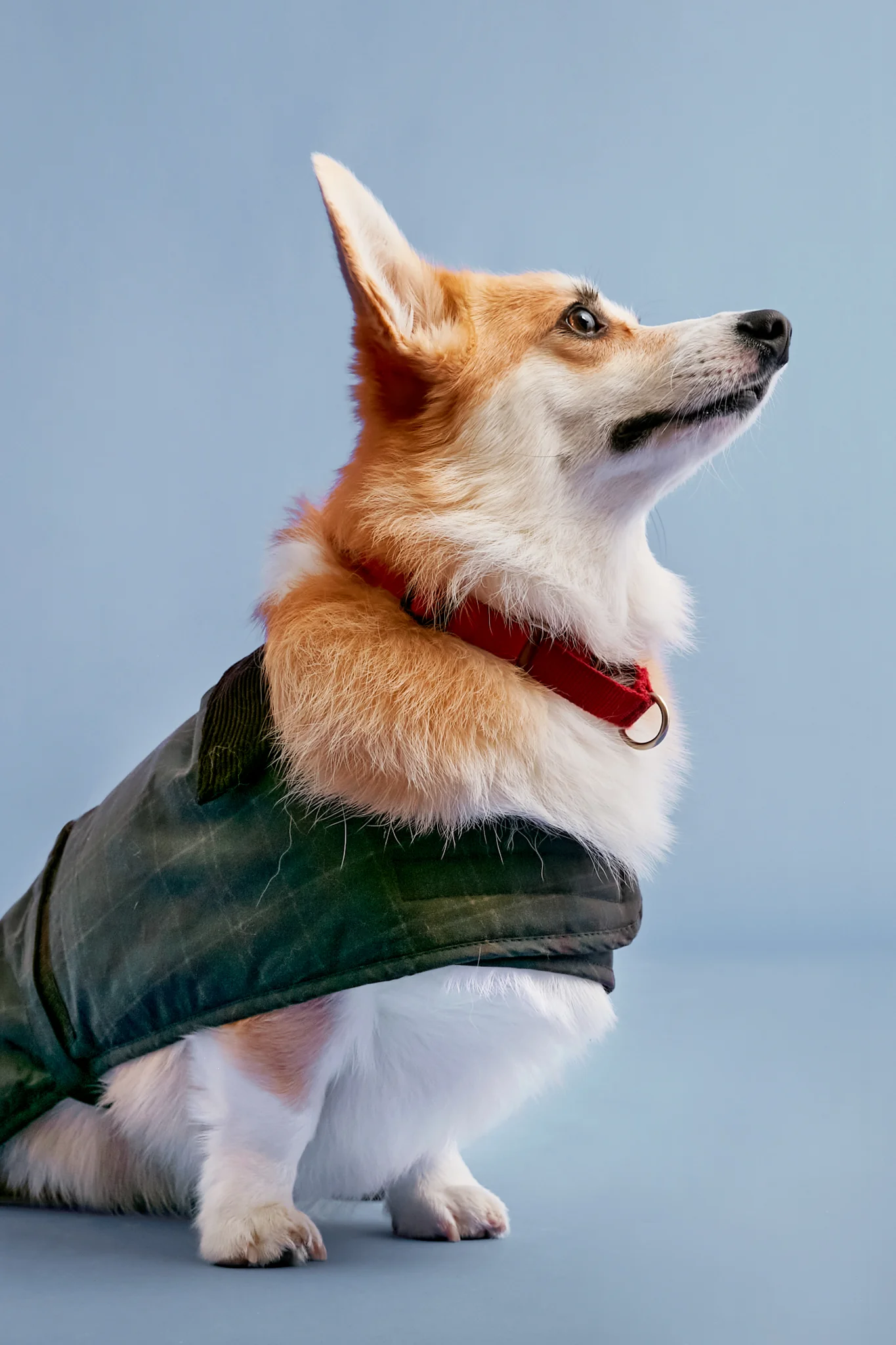 Tartan Wax Dog Coat