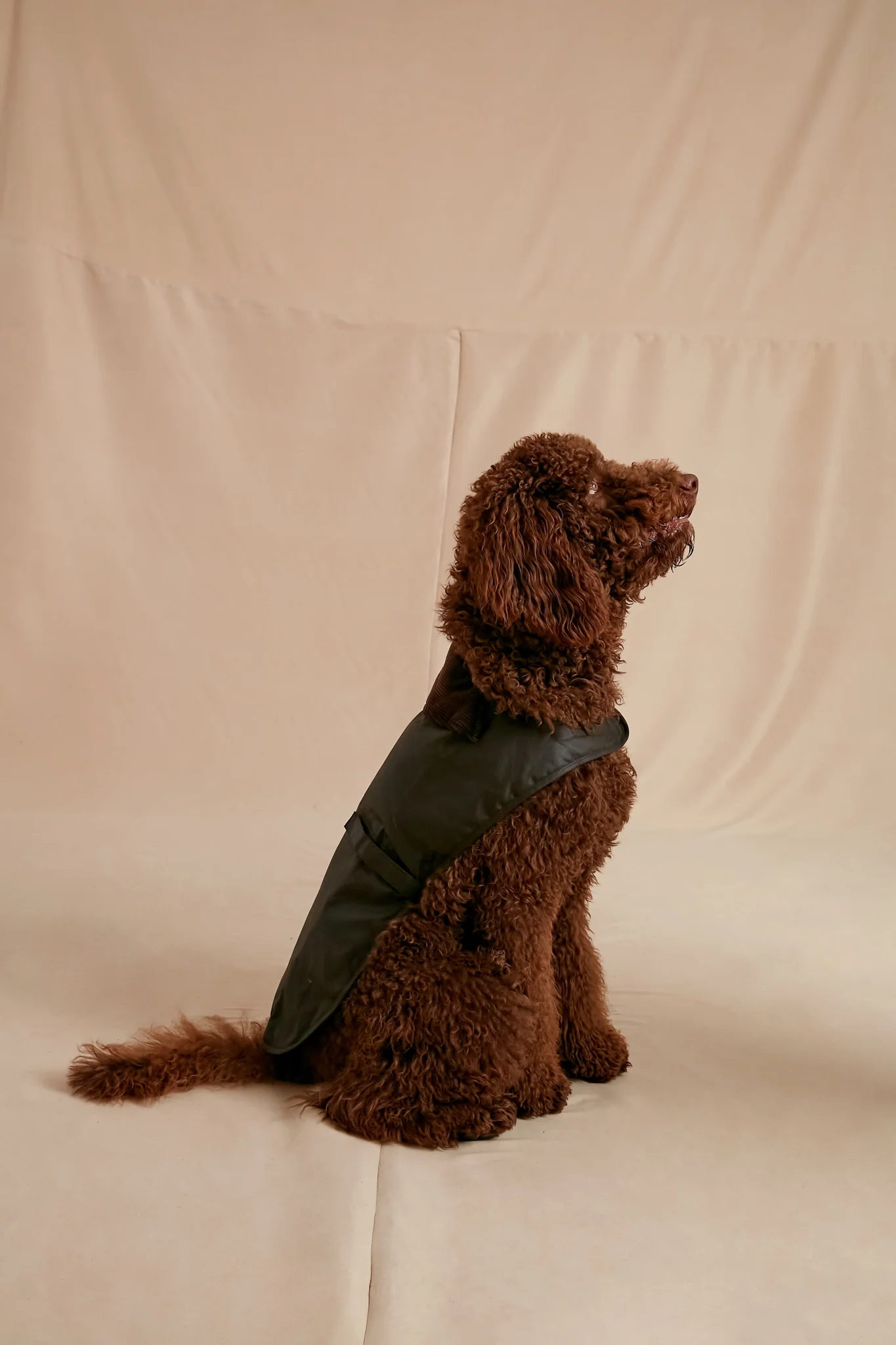 Olive Wax Dog Coat - Image 2